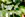Gift card perching on a swiss cheese plant leaf
