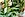 A beauty shot of peace lilies and african spear plants on the shop shelf