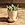 A photo of an 8cm rose Julie pot with a succulent inside, basking in the sunshine