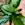 Peace Lily | Spathiphyllum