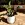 Black ZZ Plant | Zamioculcas zamiifolia 'Raven'