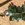 Black ZZ Plant | Zamioculcas zamiifolia 'Raven'